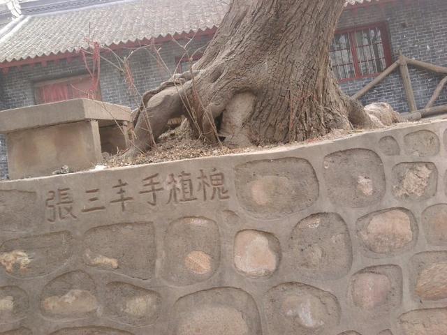 金台观张三丰手植槐 枝叶繁茂