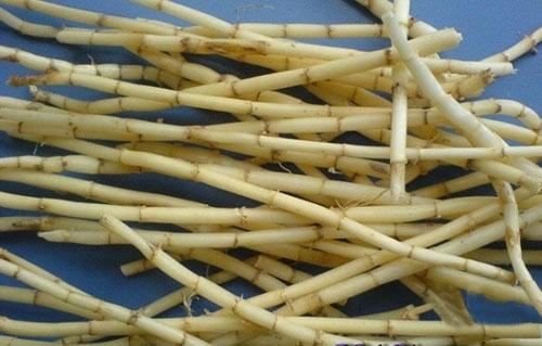 蒹葭苍苍随处可见 芦根入药用处良多_儒佛道频道_腾讯网