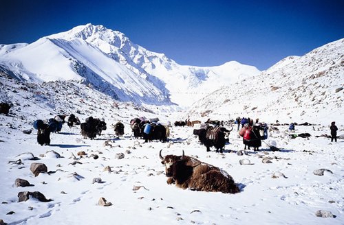 雪山上的牦牛