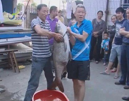 市民钓鱼钓上大花鲢鱼重23公斤长达103厘米