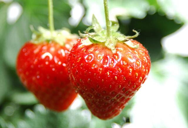 孕妇常吃几种水果可防便秘