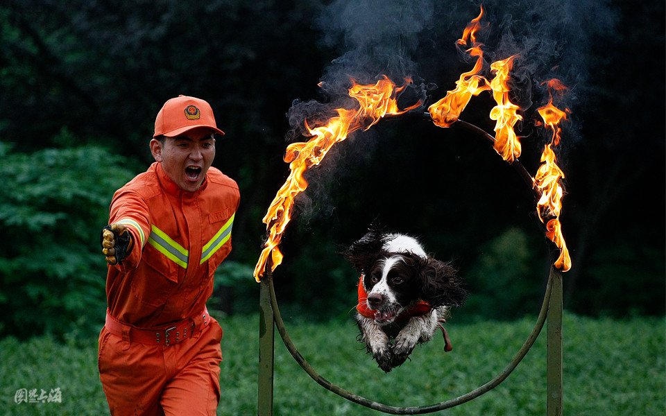 “人犬合一”守护生命 图说上海 腾讯·大申网