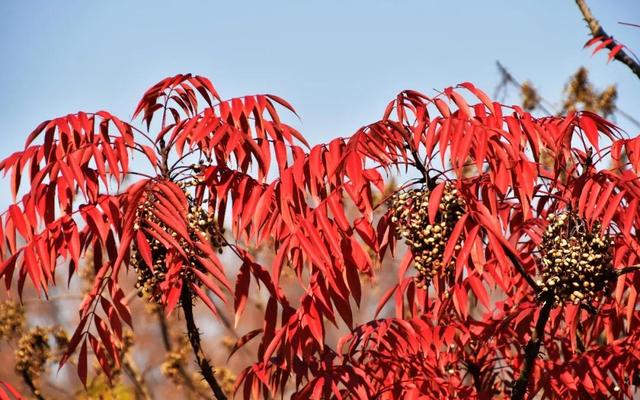 色彩斑斓迎深秋 沪10家公园彩色叶植物等你来看
