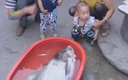 市民钓鱼钓上大花鲢鱼重23公斤长达103厘米