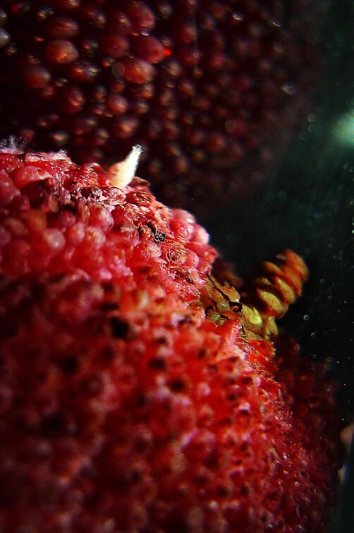 车厘子、杨梅内小虫为无害果蝇幼虫