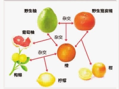 柑橘类水果除了枳和金橘外,剩下的都是三个野生种的后代 制图 贺信