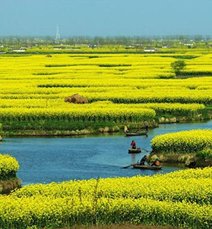 上海及周边赏油菜花指南