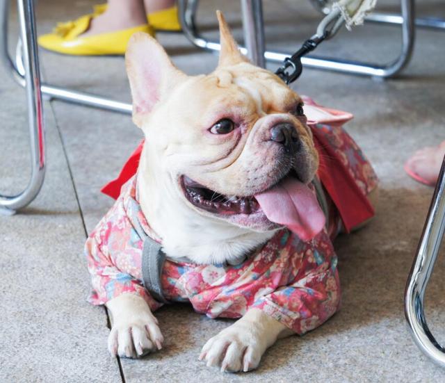 上汽·上海文化广场开启小狗演员招募