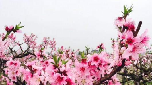 上海桃花节周末举行,"五朵桃花"盛开_大申网_腾讯网