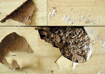 坊间俗称大水蚁