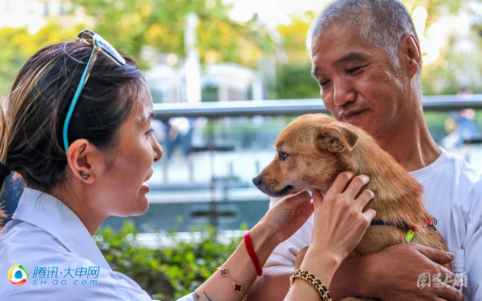 上海爷叔靠捡垃圾养流浪狗 图说上海 腾讯·大