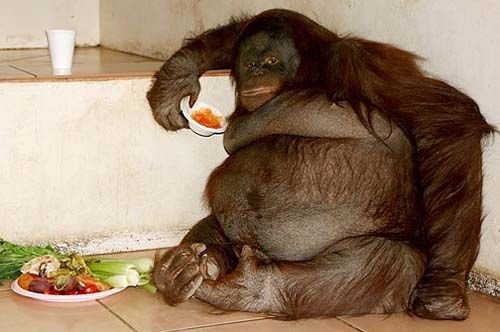 世界五大最胖动物:刺猬重4斤兔子重45斤