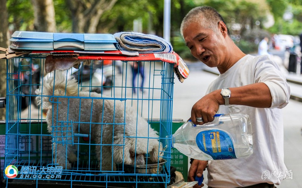 上海爷叔靠捡垃圾养流浪狗 图说上海 腾讯·大