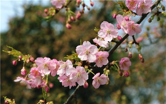 河津樱翘首绽放 上海植物园本周末上演“早樱大戏”
