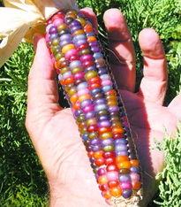 彩色玉米并非转基因品种