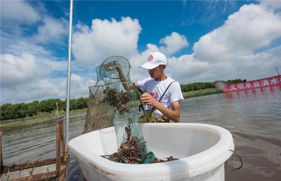 探访崇明岛近千亩虾田 20万斤小龙虾就在这