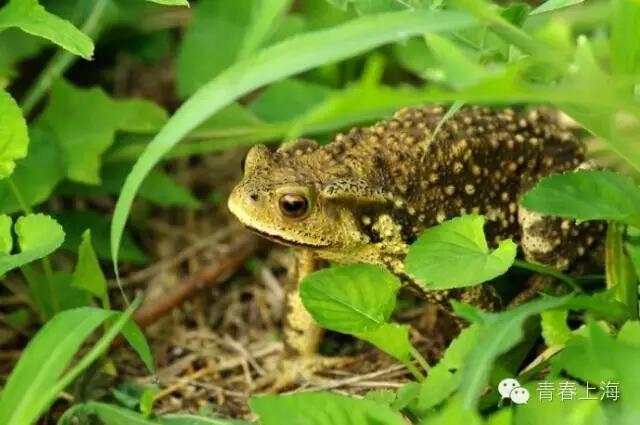 复旦的小白鹭、华师大的貉…大学版疯狂动物