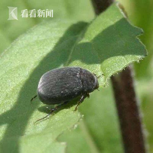上海口岸首次截获黑绒绢金龟 成虫有极大危害_大申网_腾讯网
