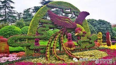 又到了赏菊花的季节 去这些地方赏秋韵