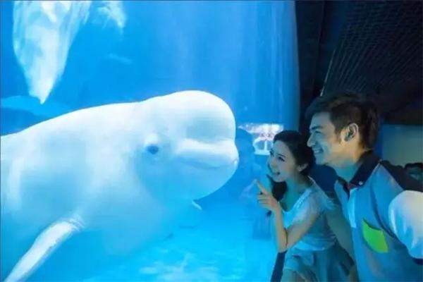 上海海昌海洋公园主体结构封顶 2018年暑期开门迎客