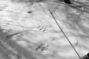 东北虎随牛群回村 牧民与其对峙拿手机拍照