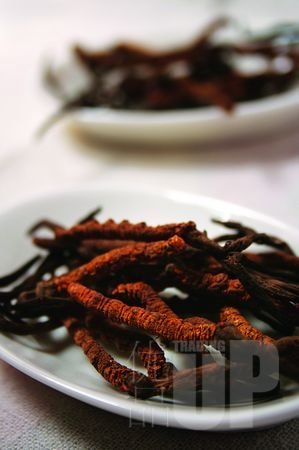 黄金虫草怎样吃