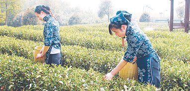 常熟虞山绿茶