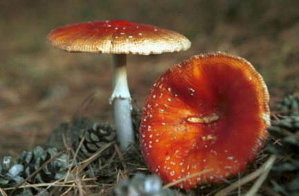 蘑菇要怎么买 117227297.png