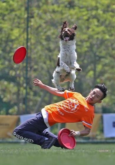 AWI飞盘狗世界杯中国区资格赛在沪举行