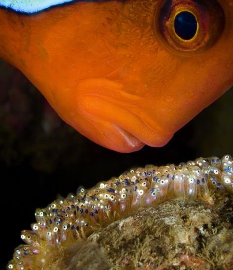 探寻神秘怪异的海洋生物图片