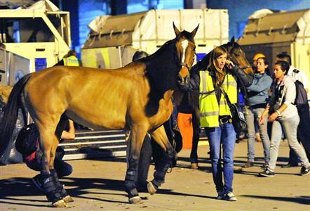 马术冠军赛倒数计时一周 美女马夫格外抢眼