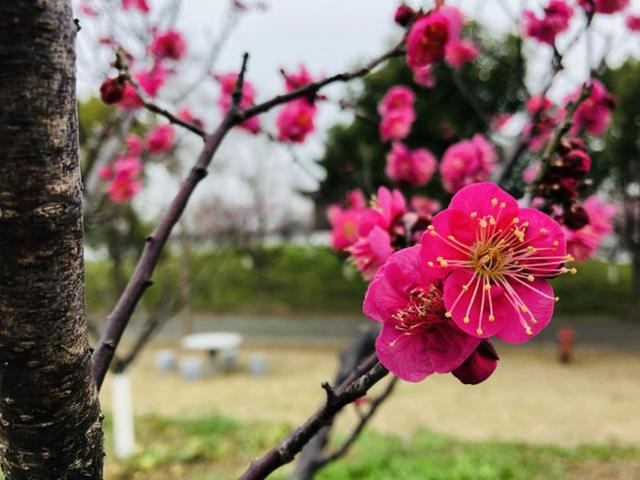 长三角赏梅胜地梅花陆续盛开