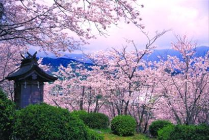 日本樱花美景