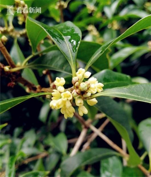 申城阴雨凉意催开早银桂初开 桂花香伴国庆中秋