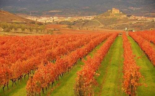 西班牙六大顶级葡萄酒产区_大申网_腾讯网