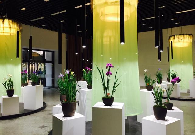 2017上海花菖蒲展开幕 两项端午主题活动启动