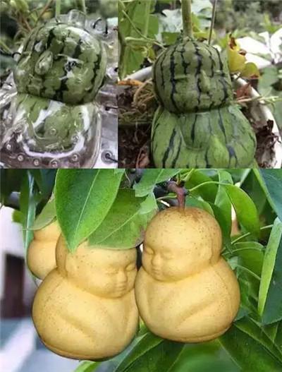 解密"人参果"真相
