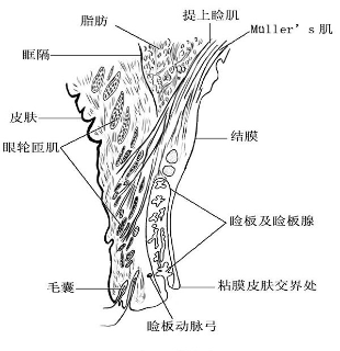 娱乐 社区 图说上海 挑战编辑部简要介绍: 通过解剖图我们可以看到,眶