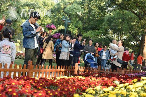 2017上海菊花展开幕 首个双休日超3.5万人参观