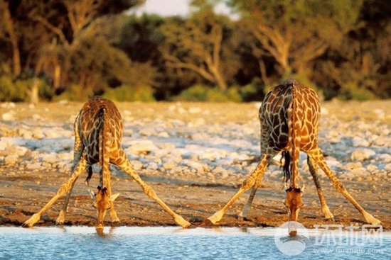 最震撼的奔跑 非洲草原动物大迁徙