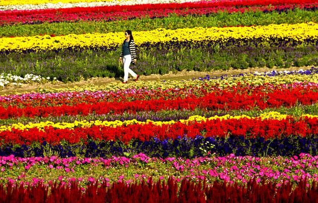 崇明人口2021_2021花博会崇明