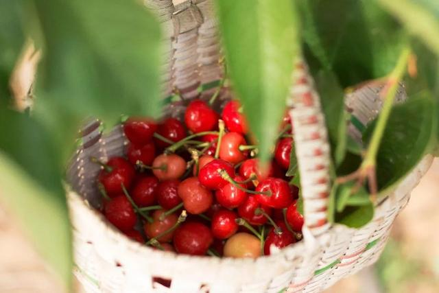 樱桃,得正阳之气,若能吃不上火,必补元气