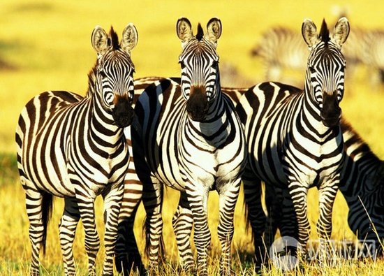 最震撼的奔跑 非洲草原动物大迁徙