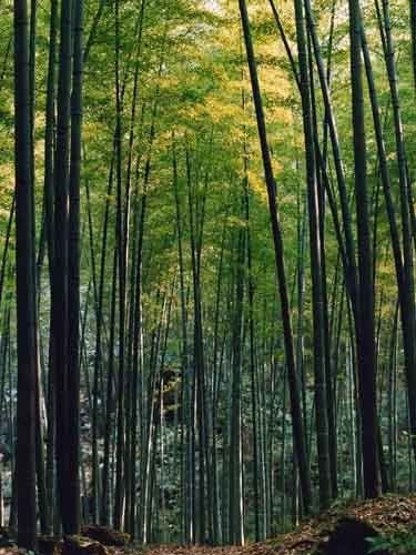 旅游 要闻 正文  电影:《十面埋伏》 景点:永川茶山竹海 比起《英雄》