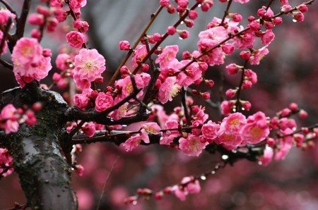 春天花儿正开 香味作伴探寻"花花世界"