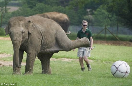 英国大象表演花式足球 头顶球脚跟妙传