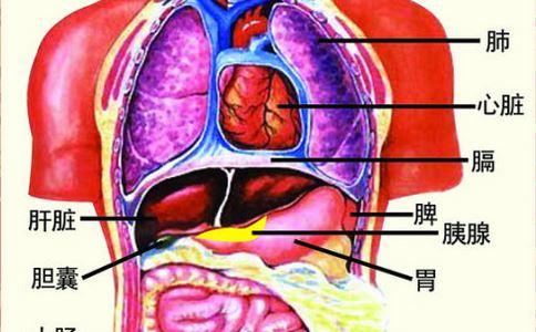 人体五脏 心肝脾肺肾的养护方法