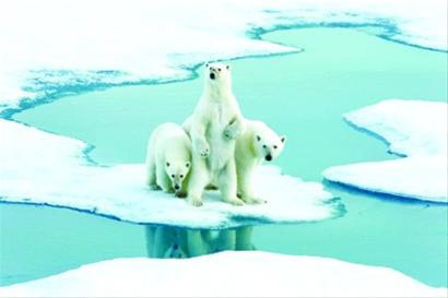 上海中旅国际北极熊的梦想北极圆梦之旅公益