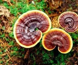 灵芝怎么吃最好?