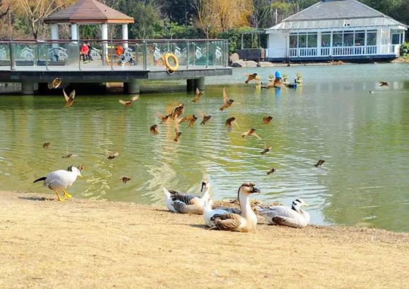 长宁有群爱偷吃、还打人的鸟 偏偏你们都喜欢